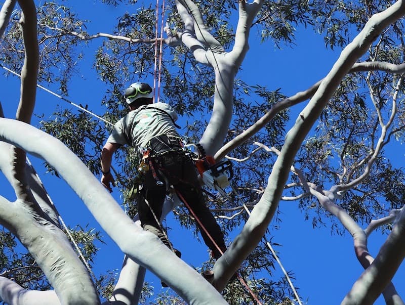 Arbor Culture Tree Management tree services work in Scarborough