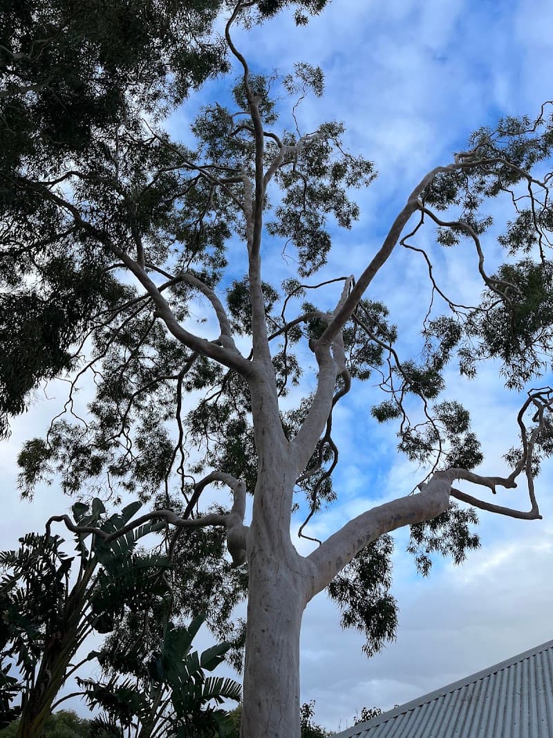 Arbor Culture Tree Management tree services work in Scarborough
