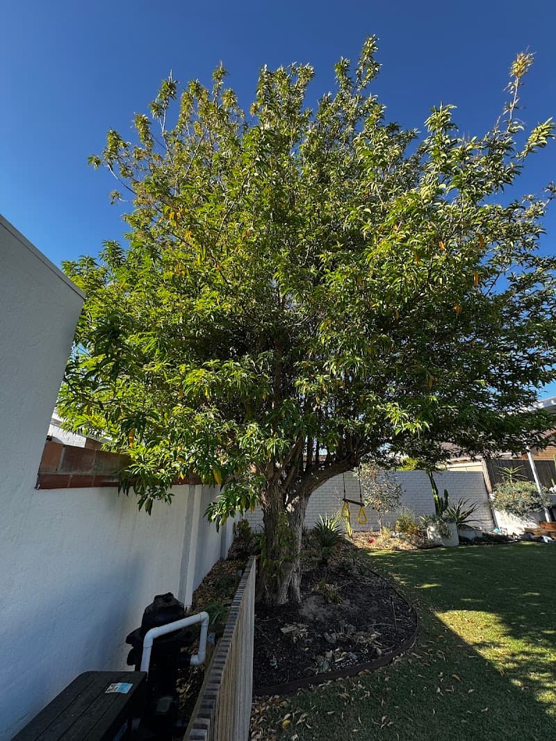 Arbor Culture Tree Management tree services work in Scarborough