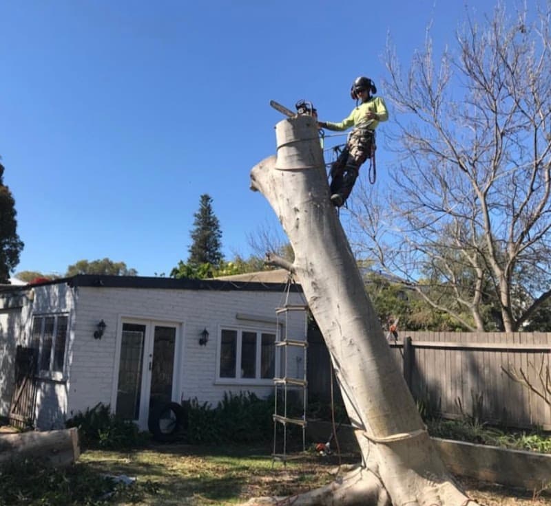 Arbor Culture Tree Management tree services work in Scarborough