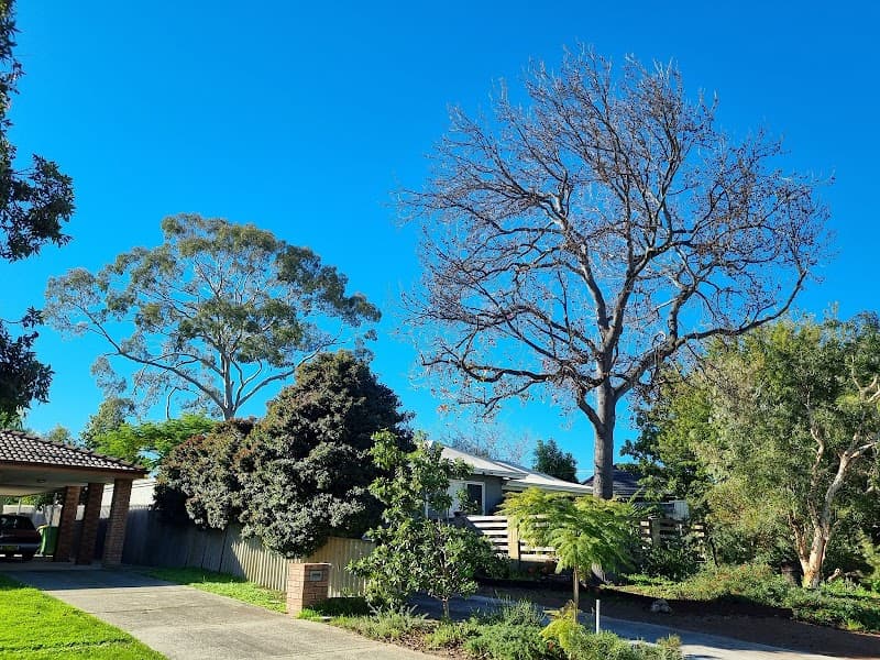Arbor Culture Tree Management tree services work in Scarborough