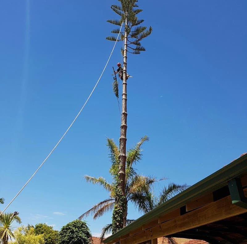 Arbor Culture Tree Management tree services work in Scarborough