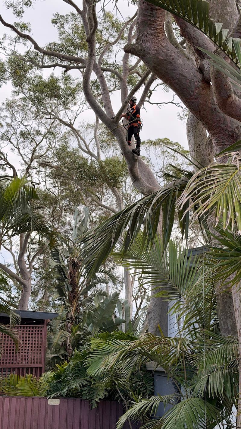 Arbor Earth Solutions - Beau’s Tree Service tree services work in Martinsville