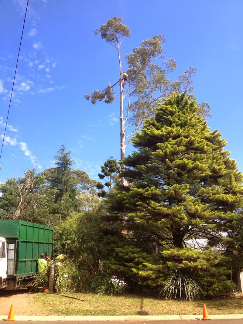 Arbor Life Tree Services Pty Ltd tree services work in North Toowoomba