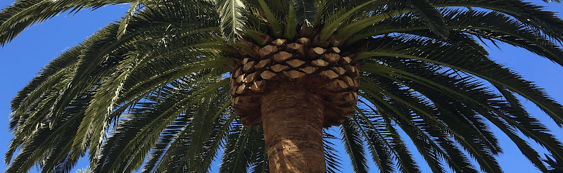 Arbor North Tree Services tree services work in Neerabup