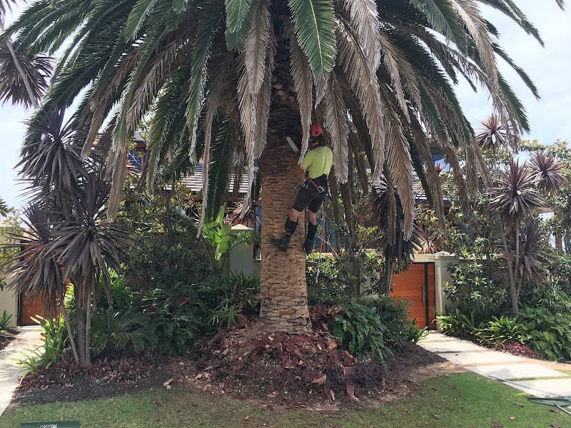 Arbor North Tree Services tree services work in Neerabup