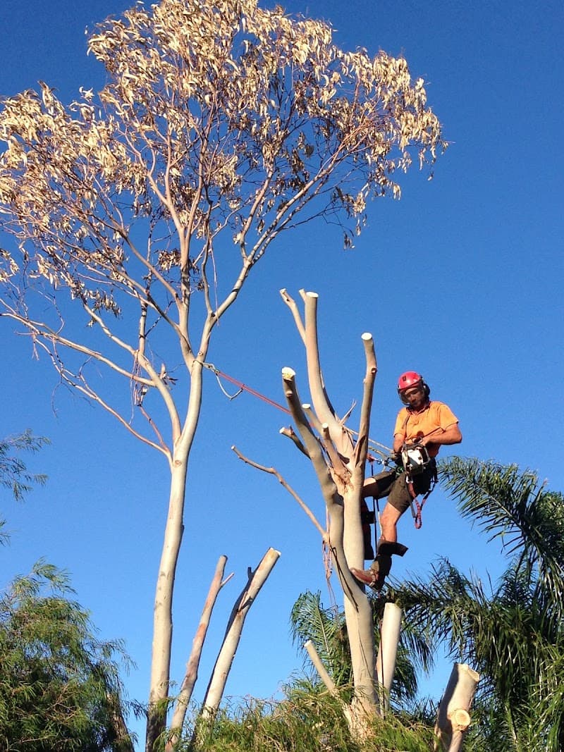 Arbor North Tree Services tree services work in Neerabup