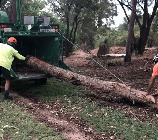 Arbor North Tree Services tree services work in Neerabup