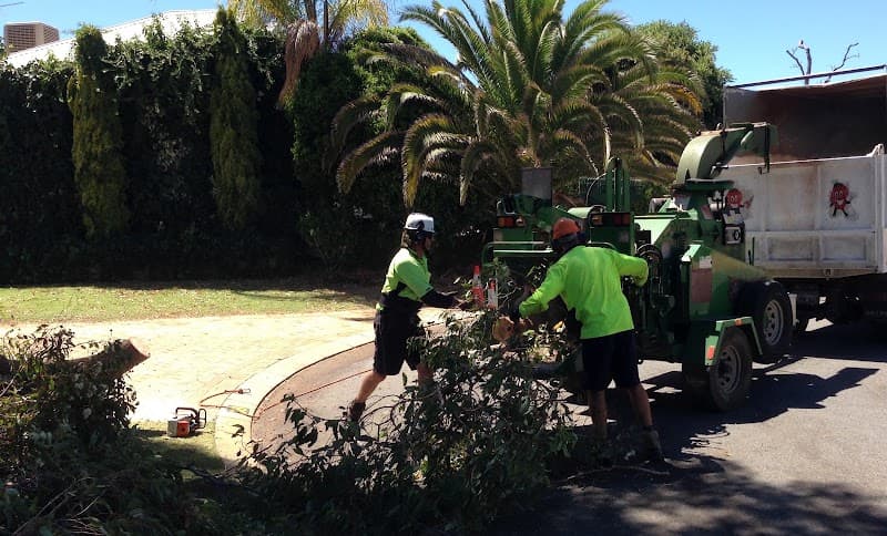Arbor North Tree Services tree services work in Neerabup