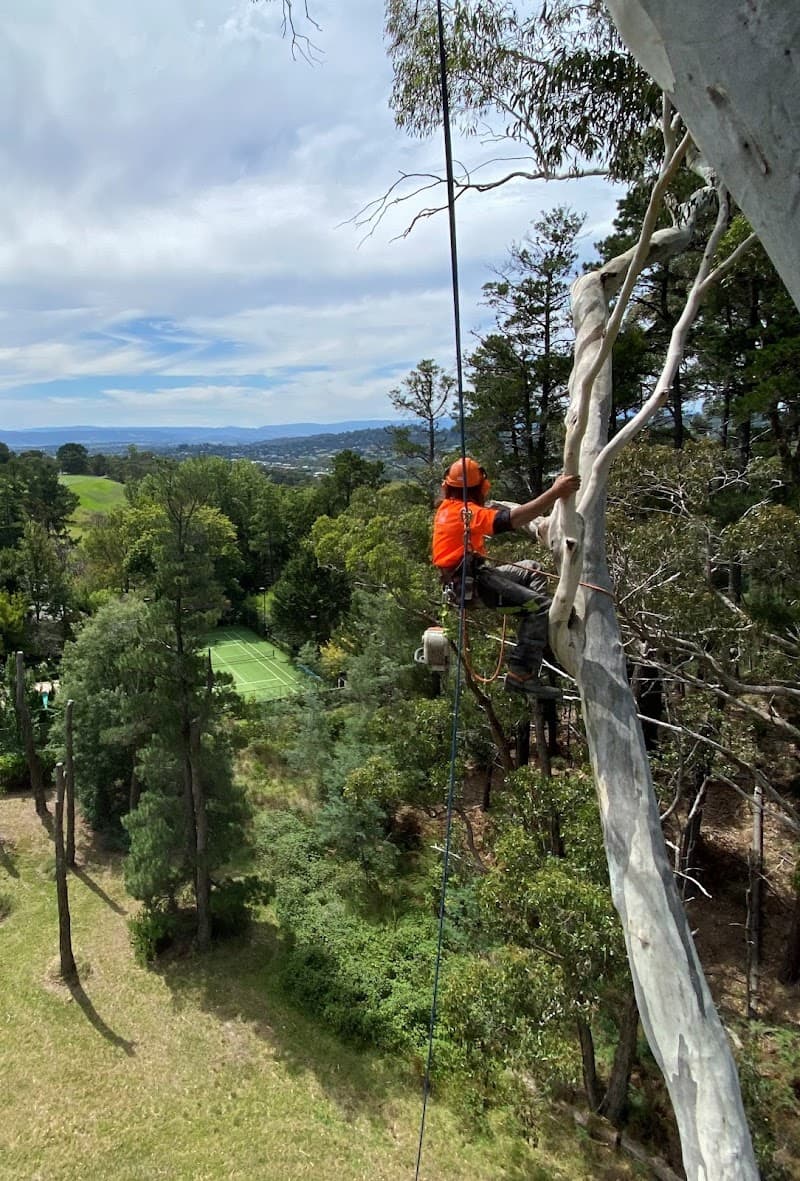 Arbor Solutions Professional Tree Service tree services work in Carrum Downs