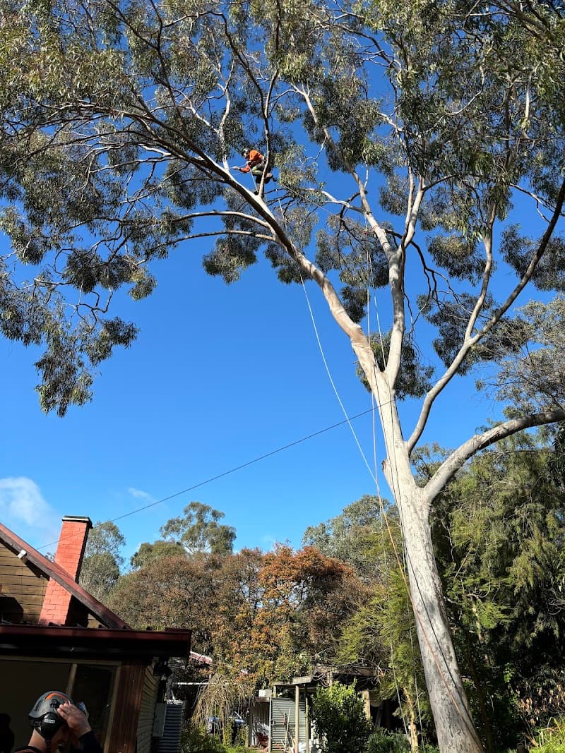 Arbor Solutions Professional Tree Service tree services work in Carrum Downs