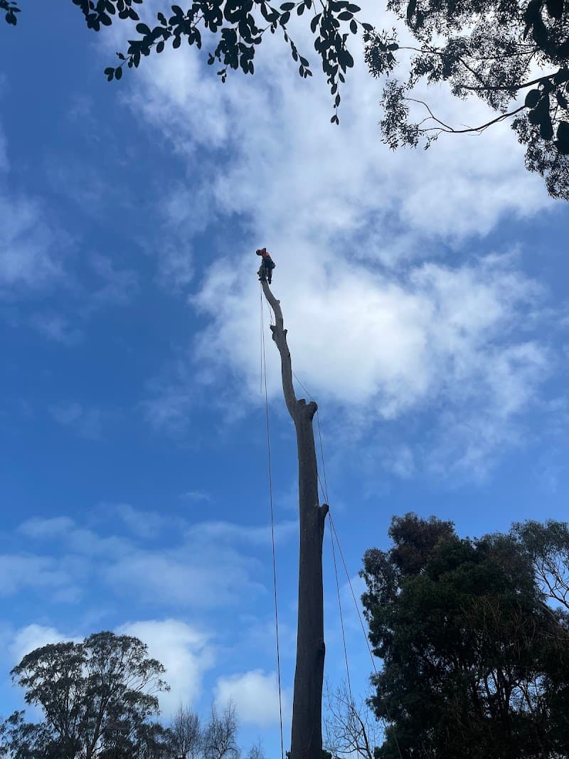 Arbor Solutions Professional Tree Service tree services work in Carrum Downs