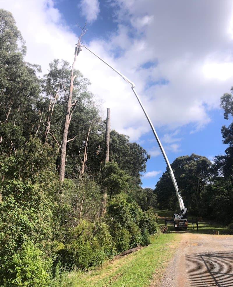 Arbor Solutions Professional Tree Service tree services work in Carrum Downs