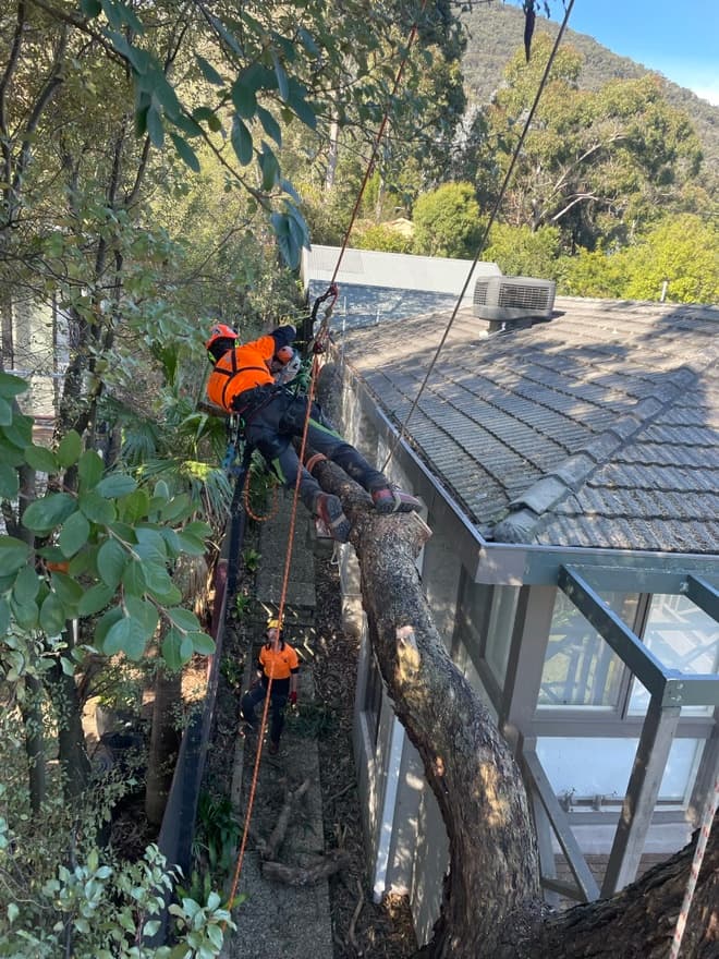 Arbor Solutions Professional Tree Service tree services work in Carrum Downs