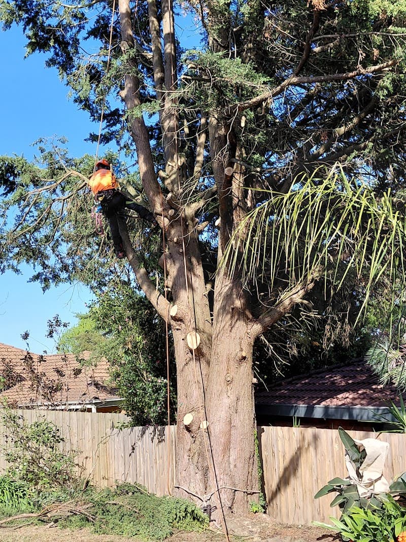 Arbor Solutions Professional Tree Service tree services work in Carrum Downs