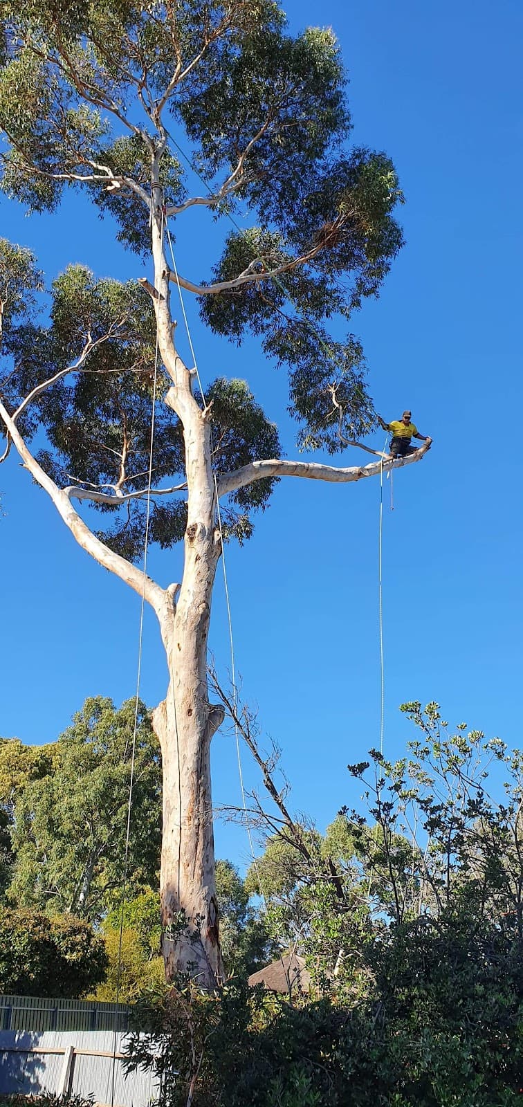 Arborcare Tree Contractors tree services work in Aberfoyle Park