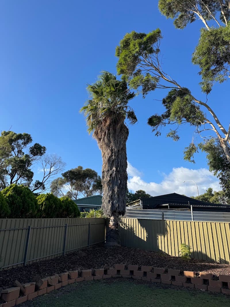 Arborcare Tree Contractors tree services work in Aberfoyle Park