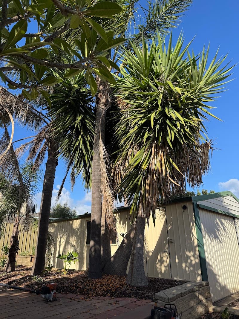 Arborcare Tree Contractors tree services work in Aberfoyle Park