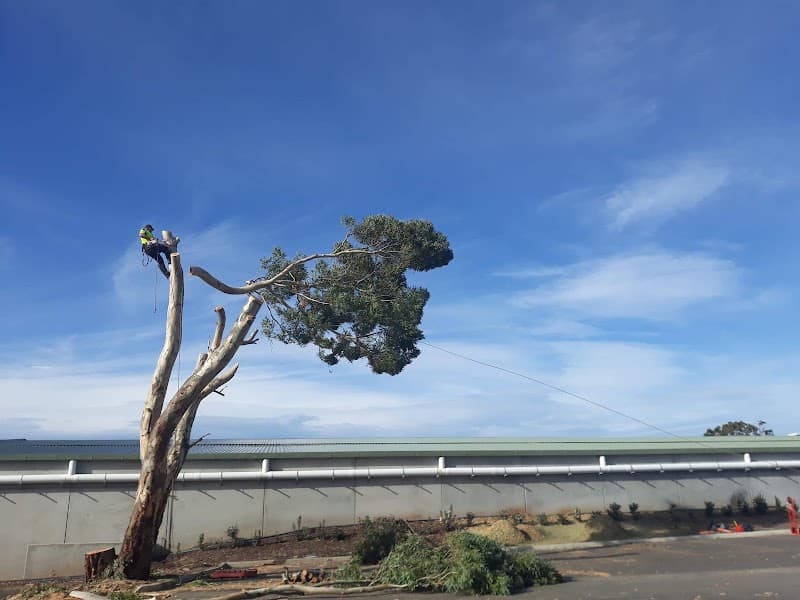 Arborcare Tree Contractors tree services work in Aberfoyle Park
