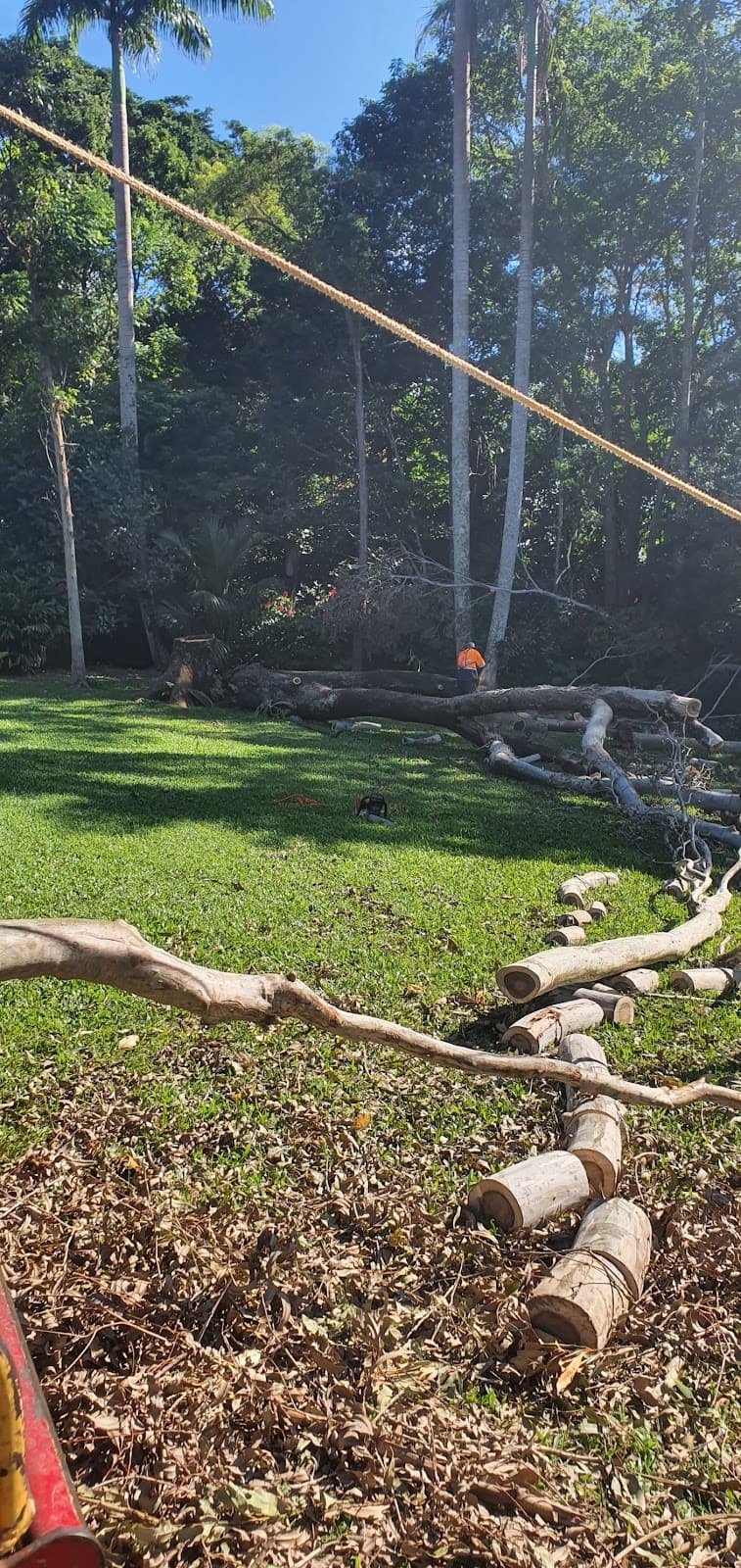 Arborcare Tree Services NQ tree services work in Smithfield