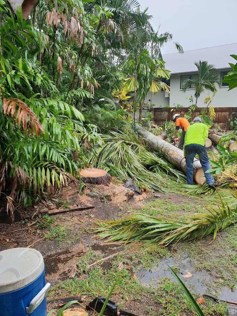 Arborcare Tree Services NQ tree services work in Smithfield