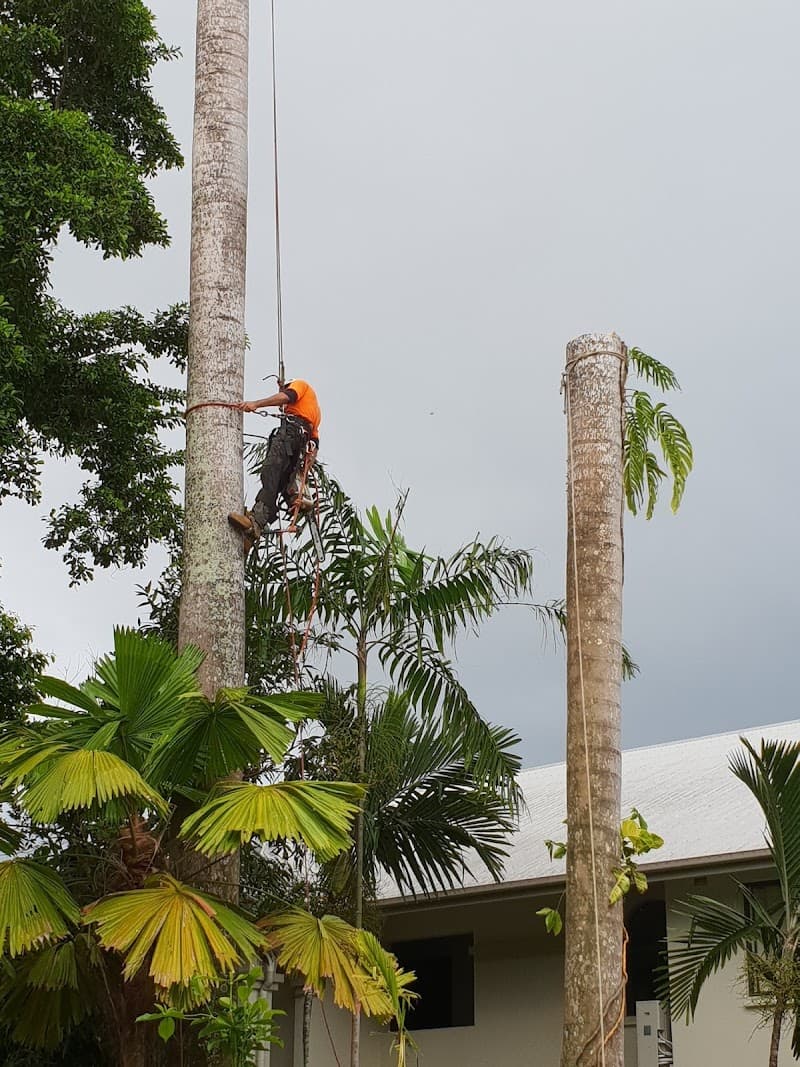 Arborcare Tree Services NQ tree services work in Smithfield