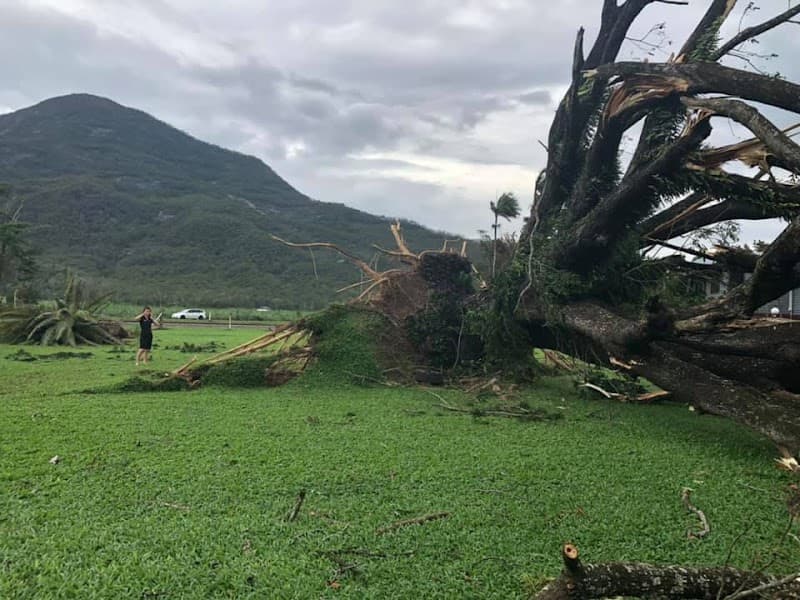 Arborcare Tree Services NQ tree services work in Smithfield