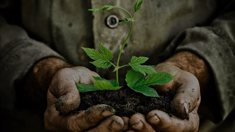 ArborCraft Tree Services tree services work in Clayton South