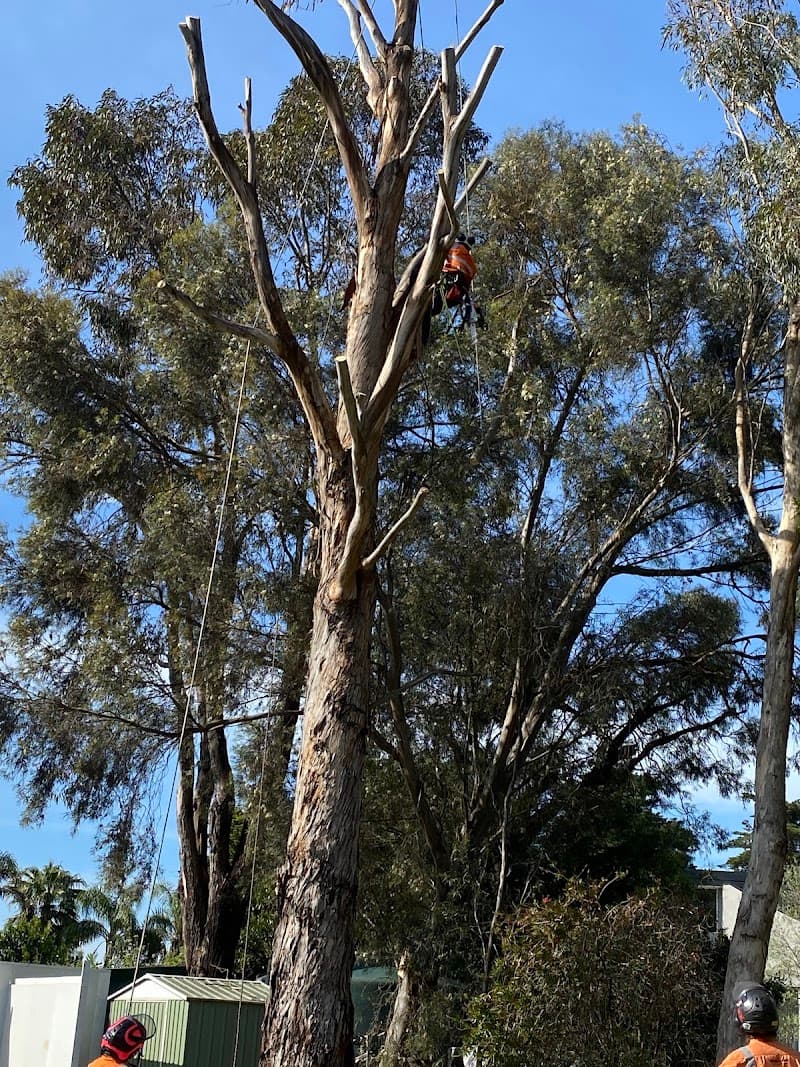 ArborCraft Tree Services tree services work in Clayton South