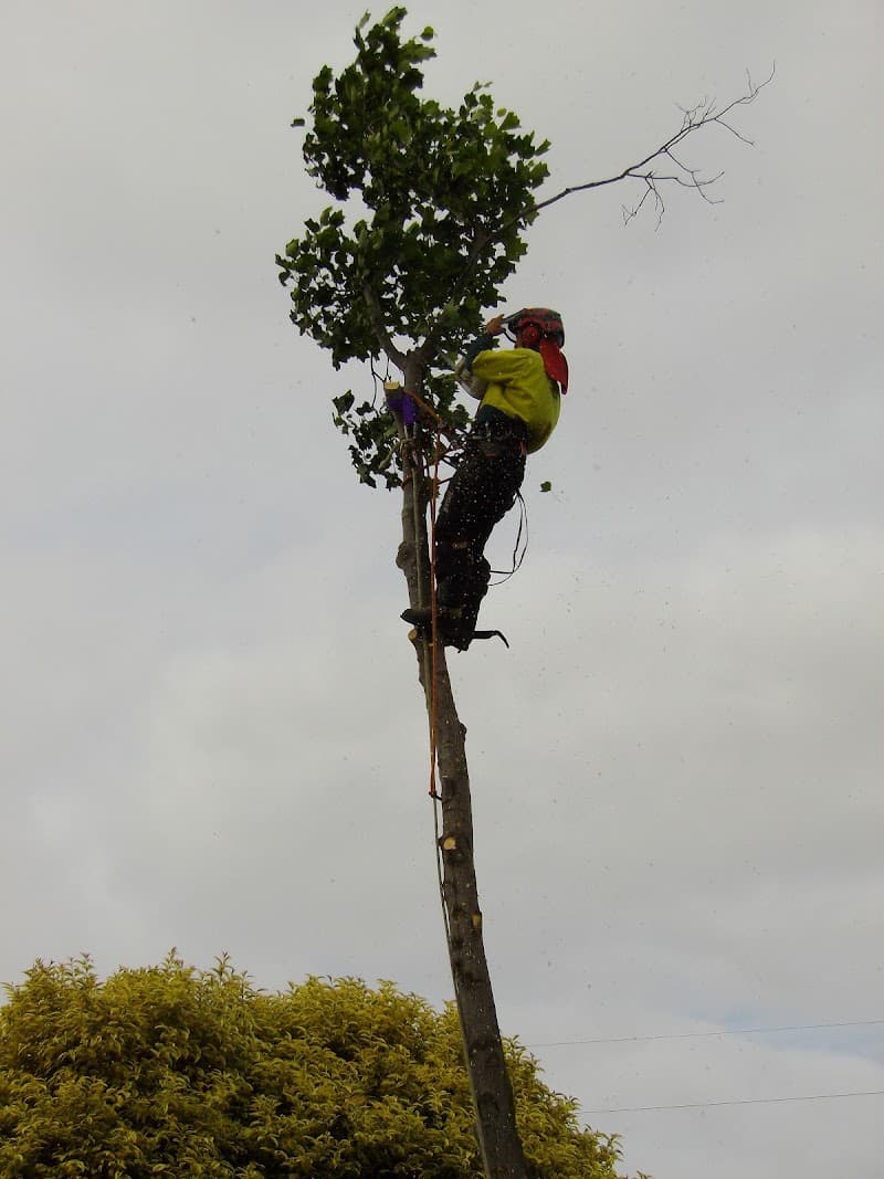 ArborCraft Tree Services tree services work in Clayton South