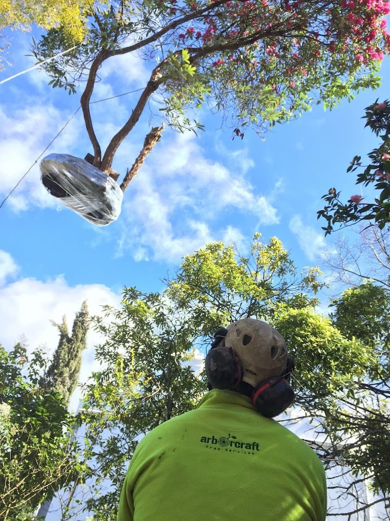 ArborCraft Tree Services tree services work in Clayton South