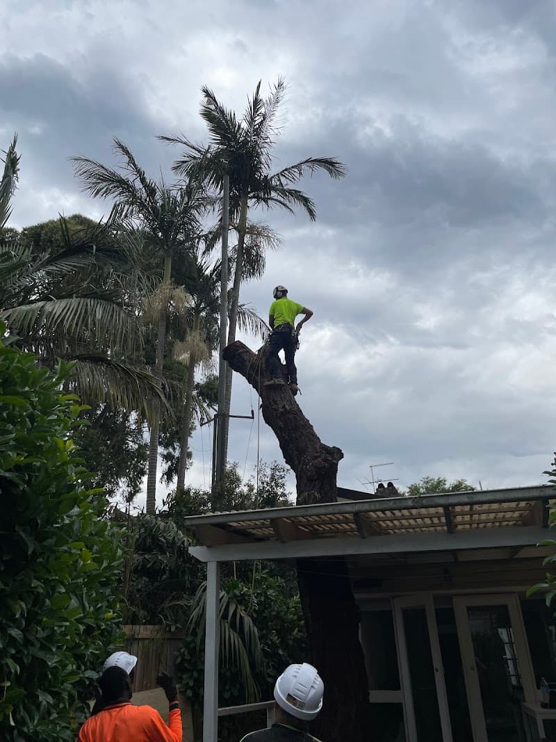 Arborist Cut Tree Services tree services work in Five Dock