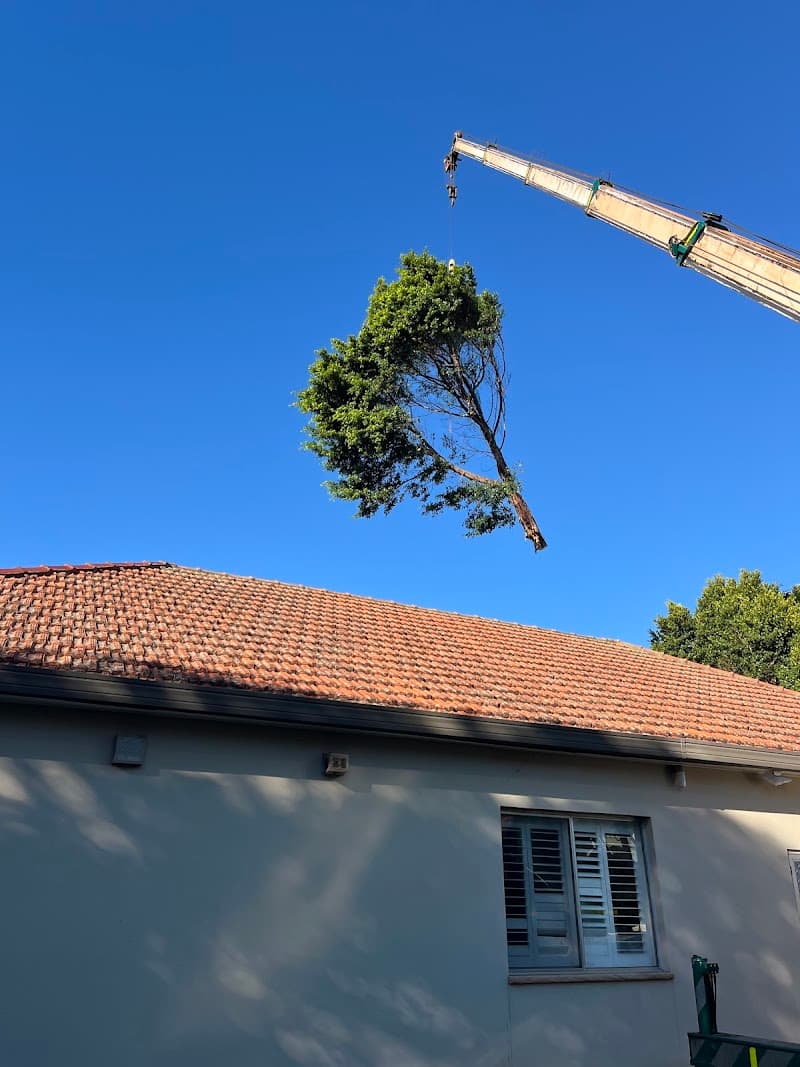 Arborist Cut Tree Services tree services work in Five Dock