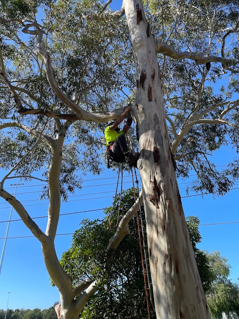 Arborist Cut Tree Services tree services work in Five Dock