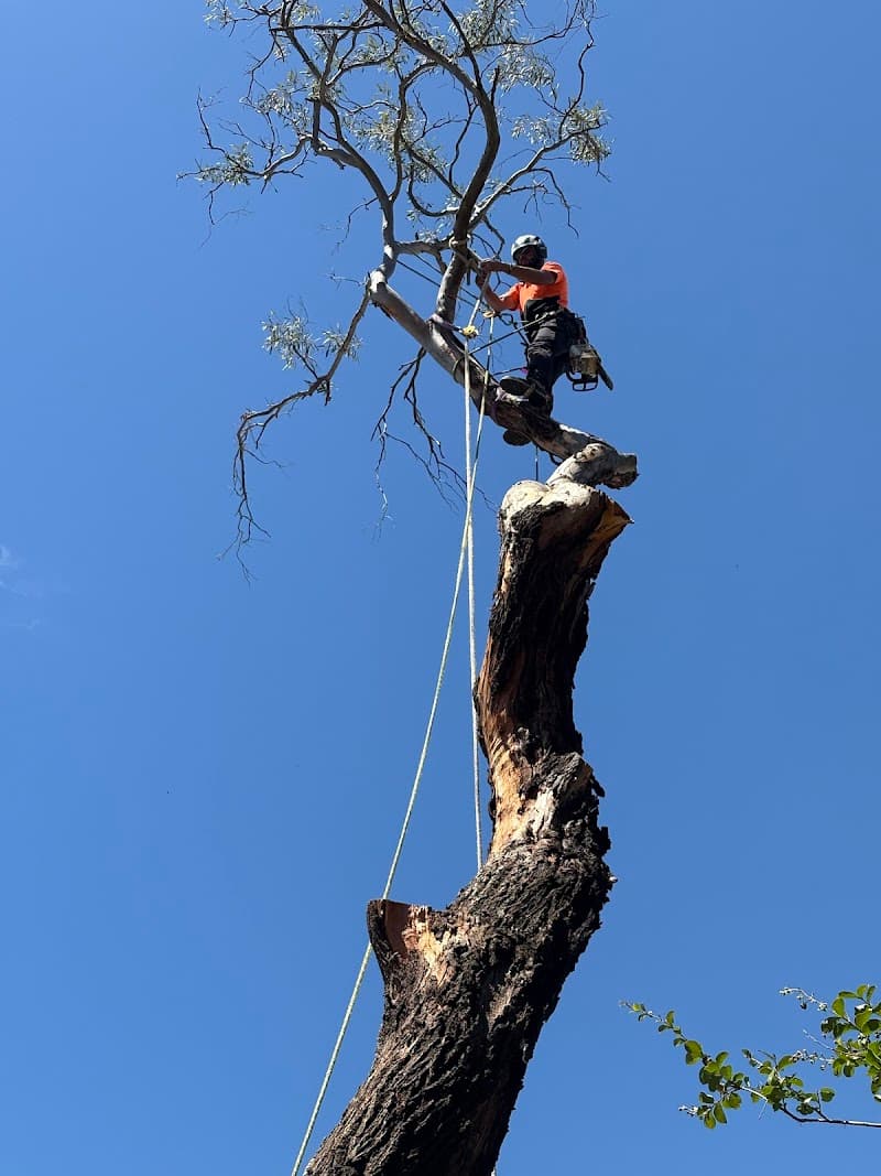 Arborist Cut Tree Services tree services work in Five Dock