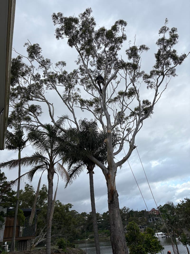 Arborist Cut Tree Services tree services work in Five Dock
