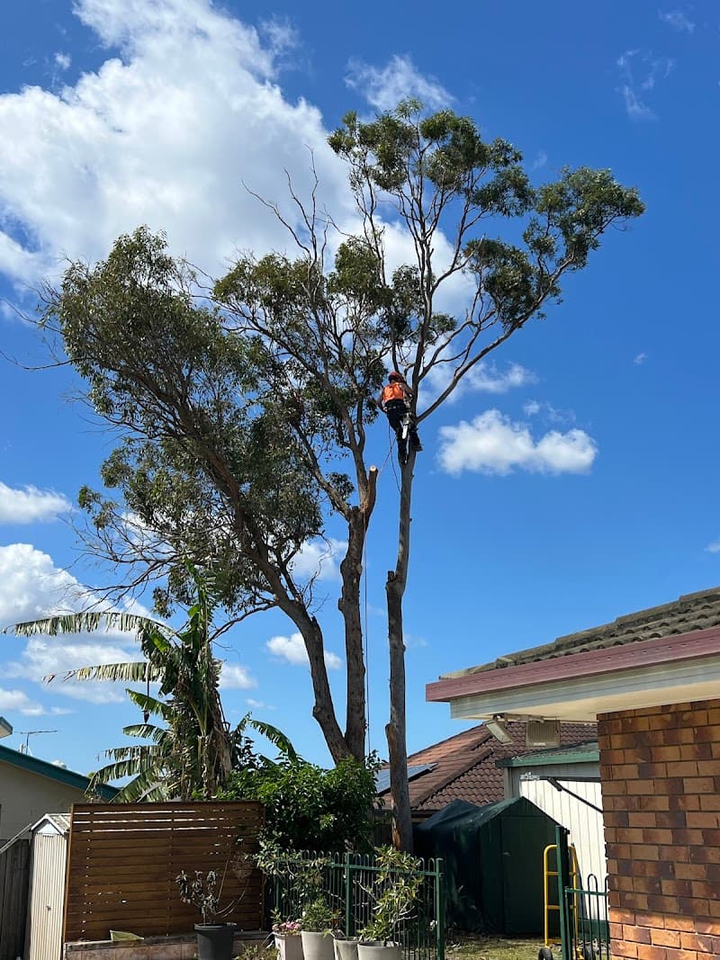 Arborist Tree Techs tree services work in Mango Hill