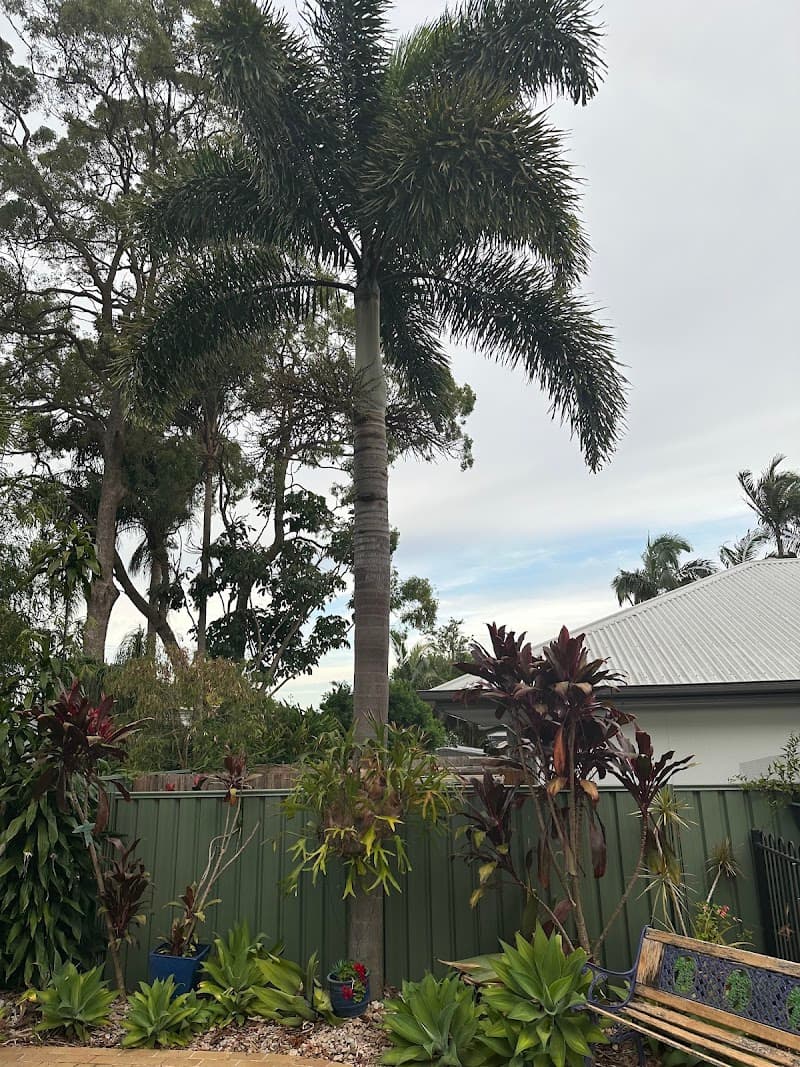 Arborist Tree Techs tree services work in Mango Hill