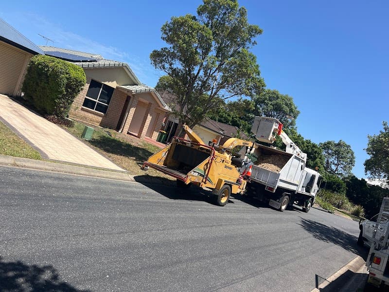 Arborist Tree Techs tree services work in Mango Hill