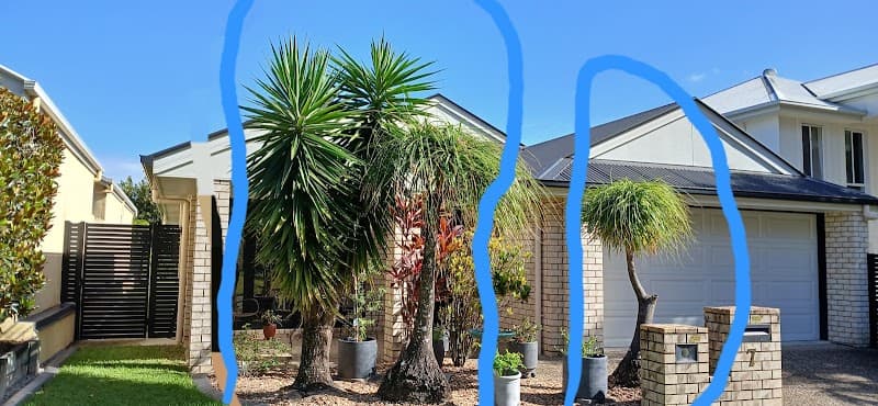 Arborist Tree Techs tree services work in Mango Hill