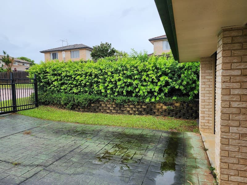 Arborist Tree Techs tree services work in Mango Hill