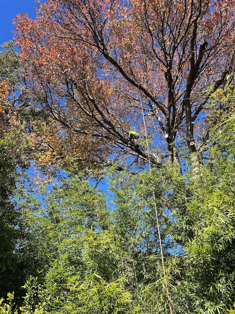 Arborist tree works tree services work in Sefton