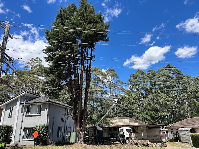 Arborist tree works tree services work in Sefton