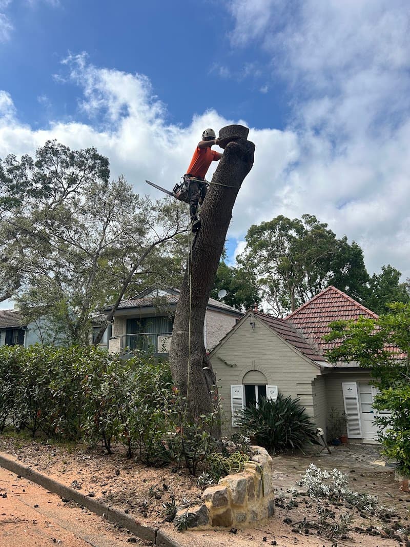 Arborist tree works tree services work in Sefton