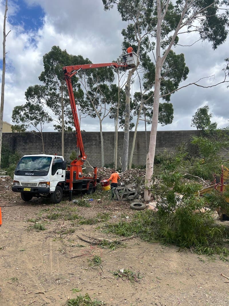 Arborist tree works tree services work in Sefton