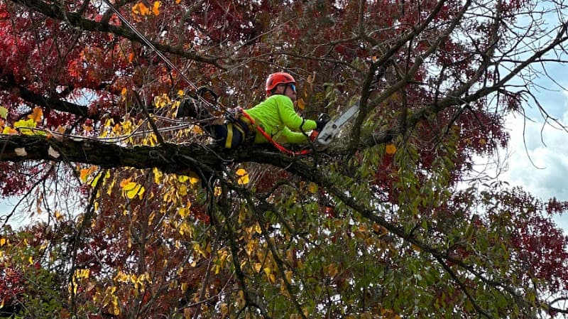 Arborista Trees tree services work in Harrison