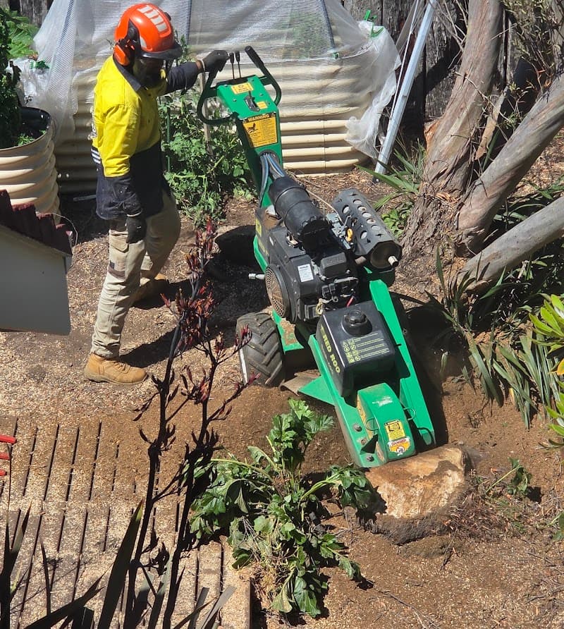 Arborista Trees tree services work in Harrison