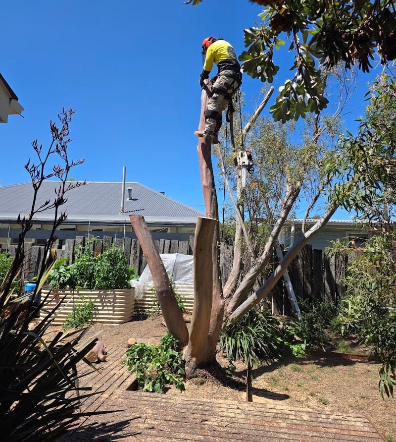 Arborista Trees tree services work in Harrison