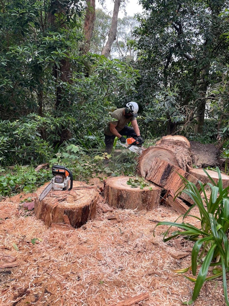 ArborPro Tree Solutions tree services work in Wheelers Hill