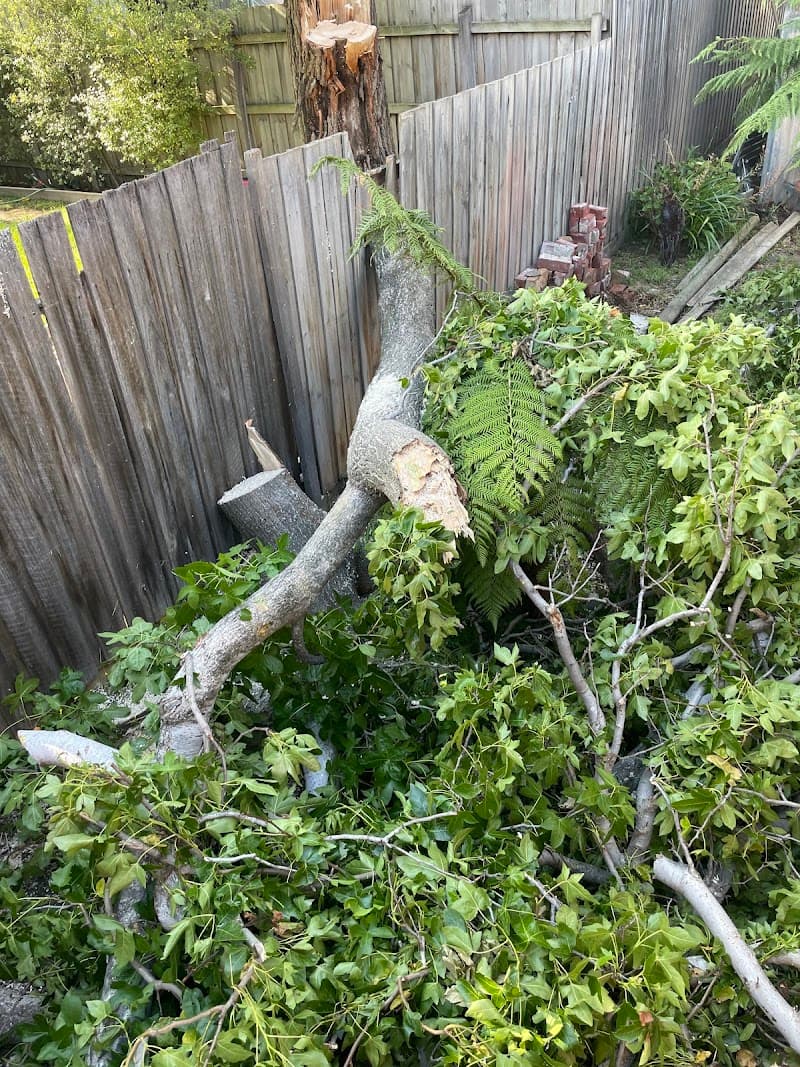 ArborPro Tree Solutions tree services work in Wheelers Hill
